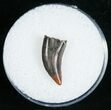 Dromaeosaur (Raptor) Tooth - Montana #5686-1